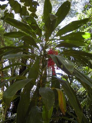 Hawaiian ti plant hot sale poisonous to dogs